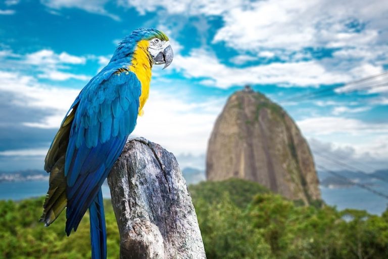 Conheça a Fauna e Flora do Rio de Janeiro